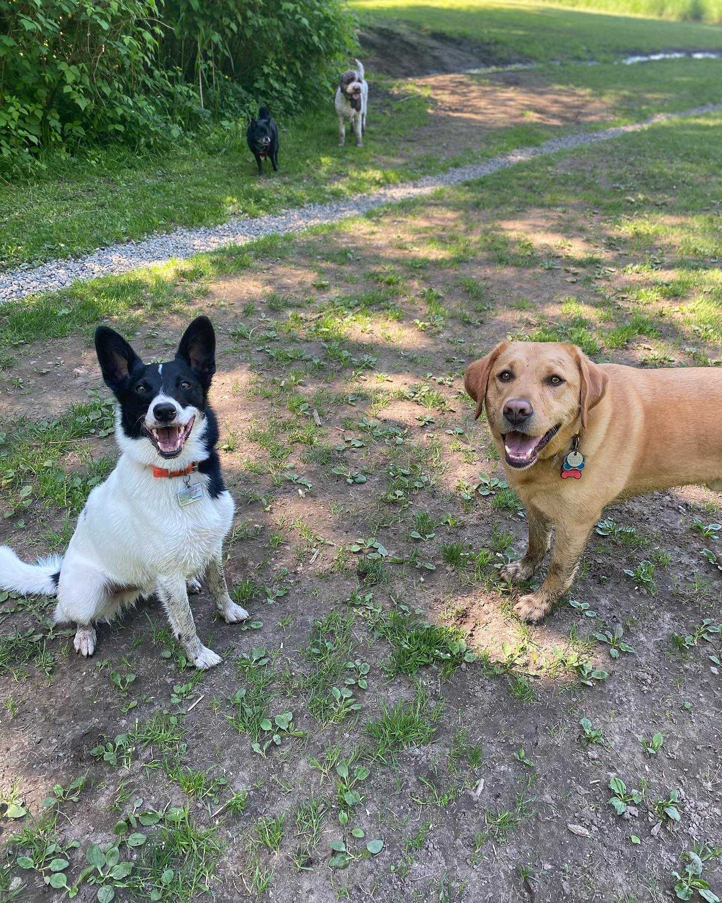 A picture of one of the dogs from Mrs Paws walk or hike