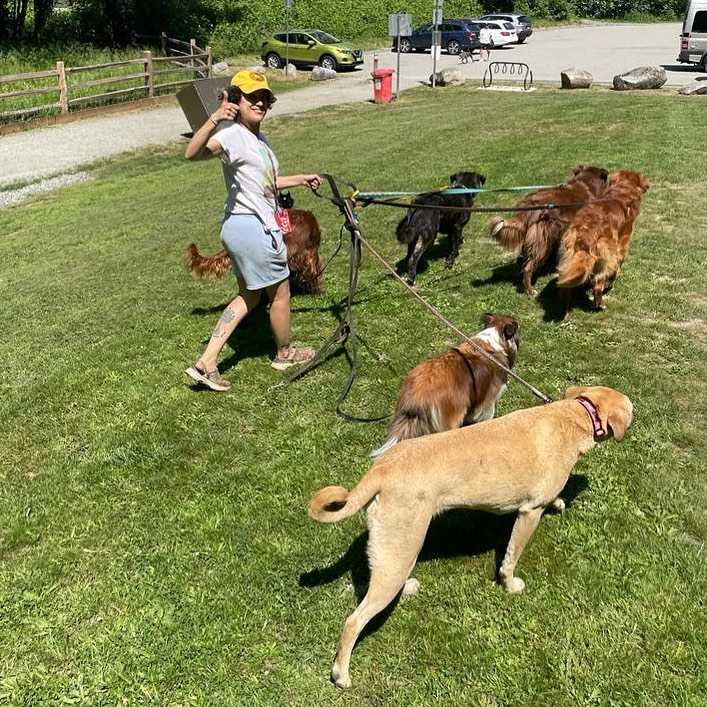 A picture of one of the dogs from Mrs Paws walk or hike