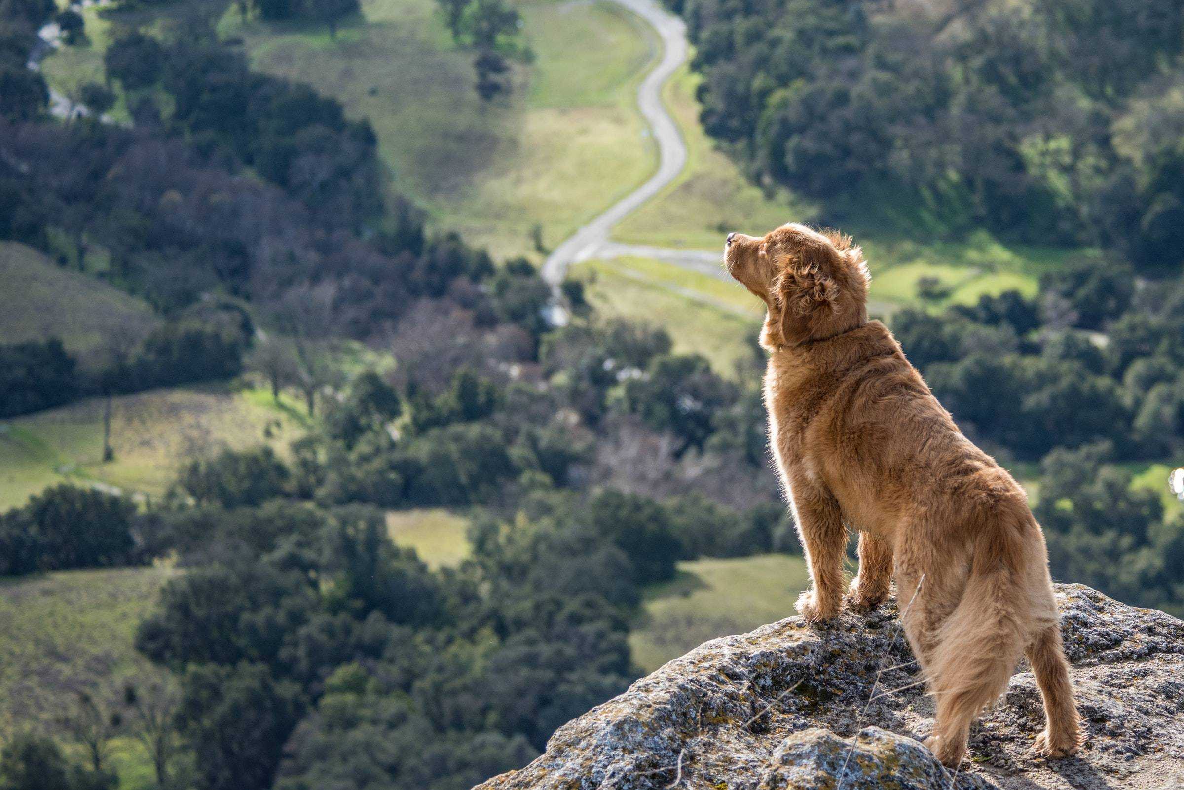 Hero banner on the home page. A golden retriever looking over the valley on top of the hill